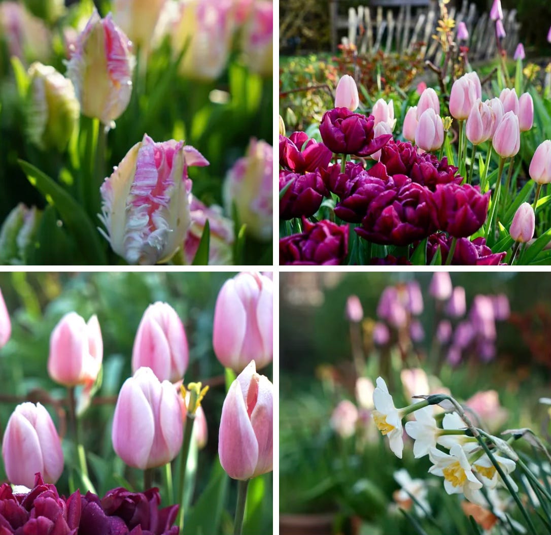 Collage of spring garden flowers featuring pink and red tulips and white daffodils blooming in soft natural light