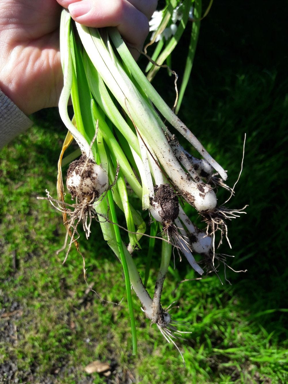 Allium triquetrum [Bulb - Apollo Bay, VIC, 2022] sml.jpg