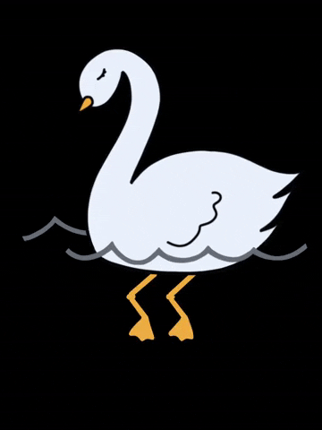 Swimming Swan GIFs - Find & Share on GIPHY