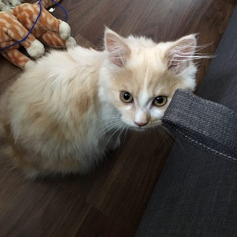 1: white rabbit looks expectantly at camera. 2: a pic of whit rabbits sit invade each other's personal space sitting on a doormat. 3: a sleepy cat with his paw over his face. 4: a tiny cat with big brown eyes looks up at the camera. 5: Snowball the cat sits at a table next to a goblet. 6: a big ginger cat with green eyes is very close to the camera, it looks like a selfie.