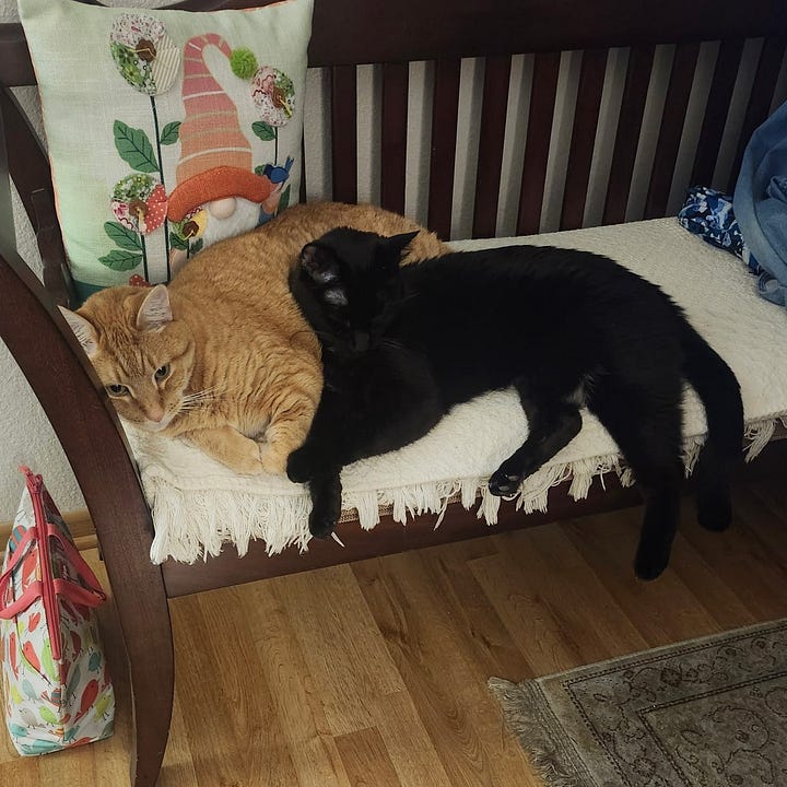 an orange tabby cat and black cat snuggle together.