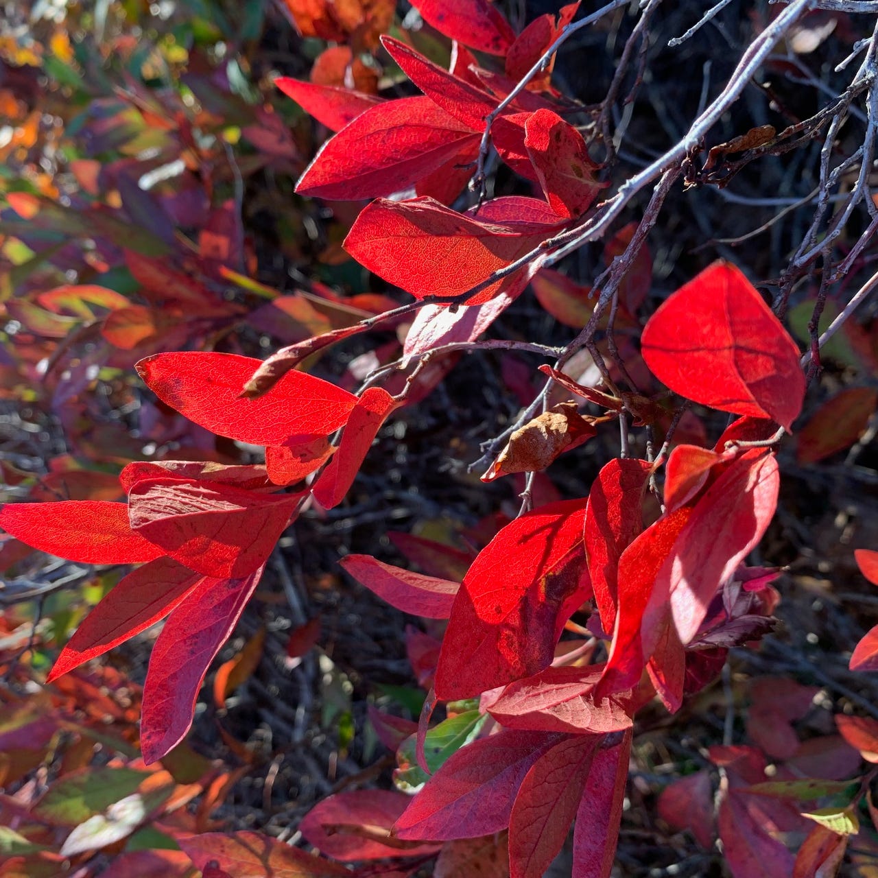 Cape Cod & Islands Climate Roundup