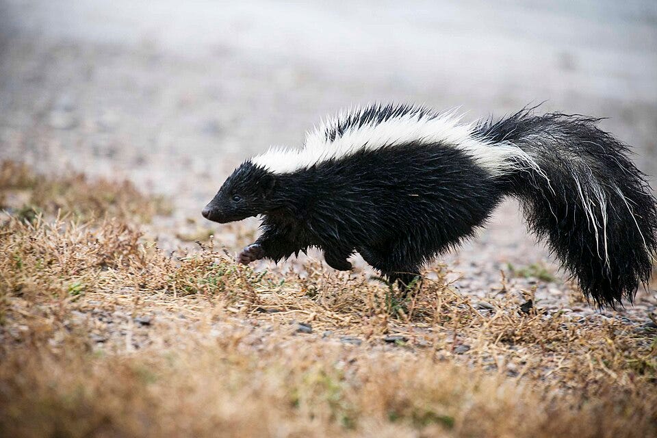 File:Striped skunk, close (21303507080).jpg File:Striped skunk, close (21303507080).jpg