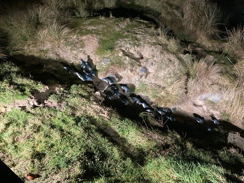 A band of kororā going home for the night