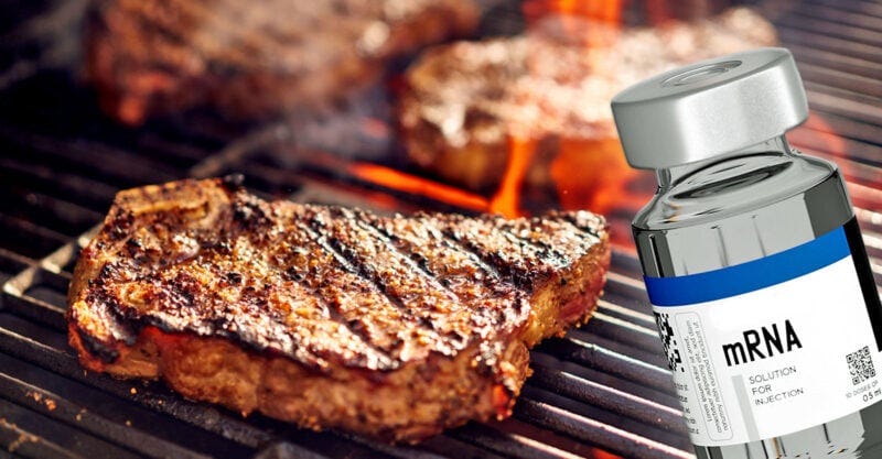 mrna vaccine cattle meat feature