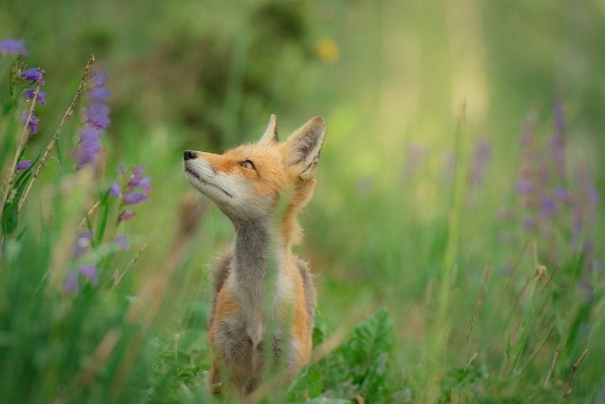 Red Fox in Wild Grasses