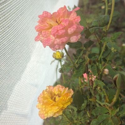 Yellow and Pink Roses