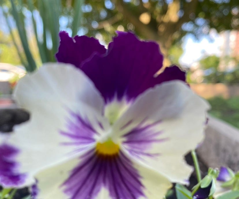 Aocm\ud83c\udde8\ud83c\udde6