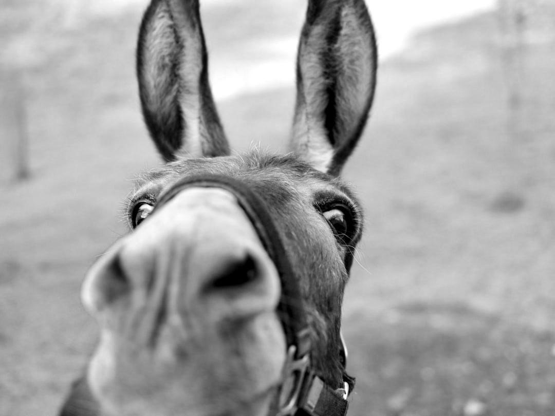 a close up of a donkey's face with grass in the background