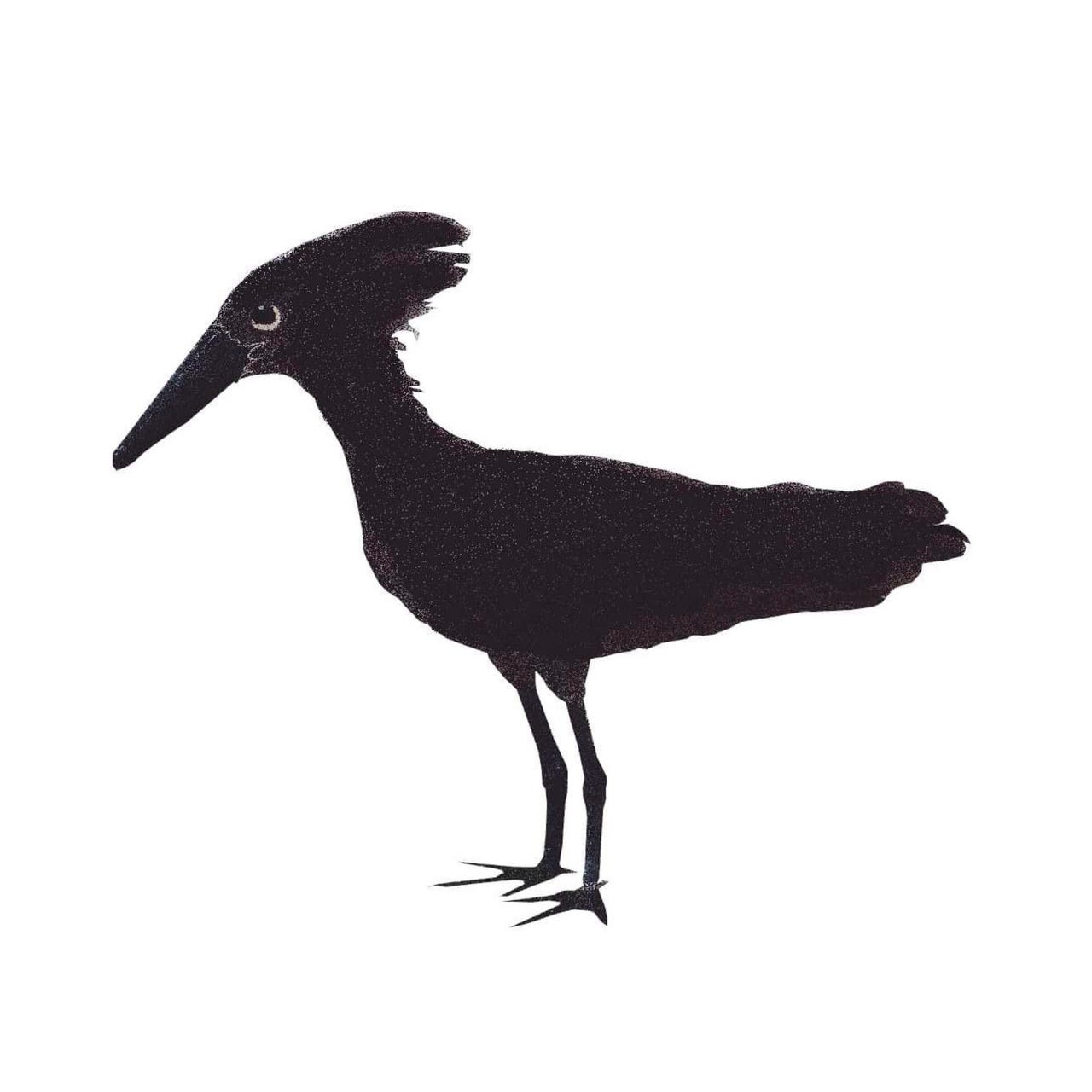 Artwork for Ana’s Notes