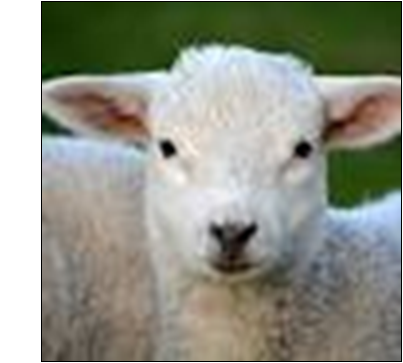 Spring lamb.