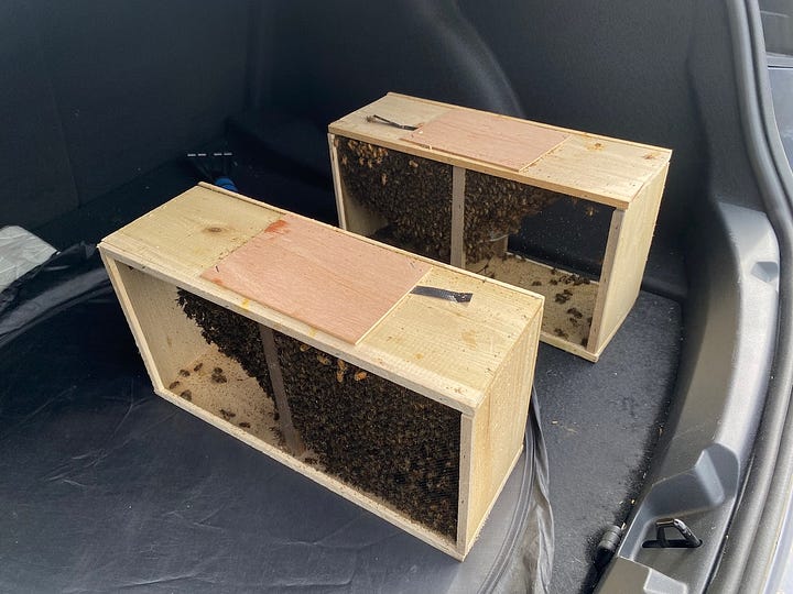 Beekeepers in a yard; two packages of bees.