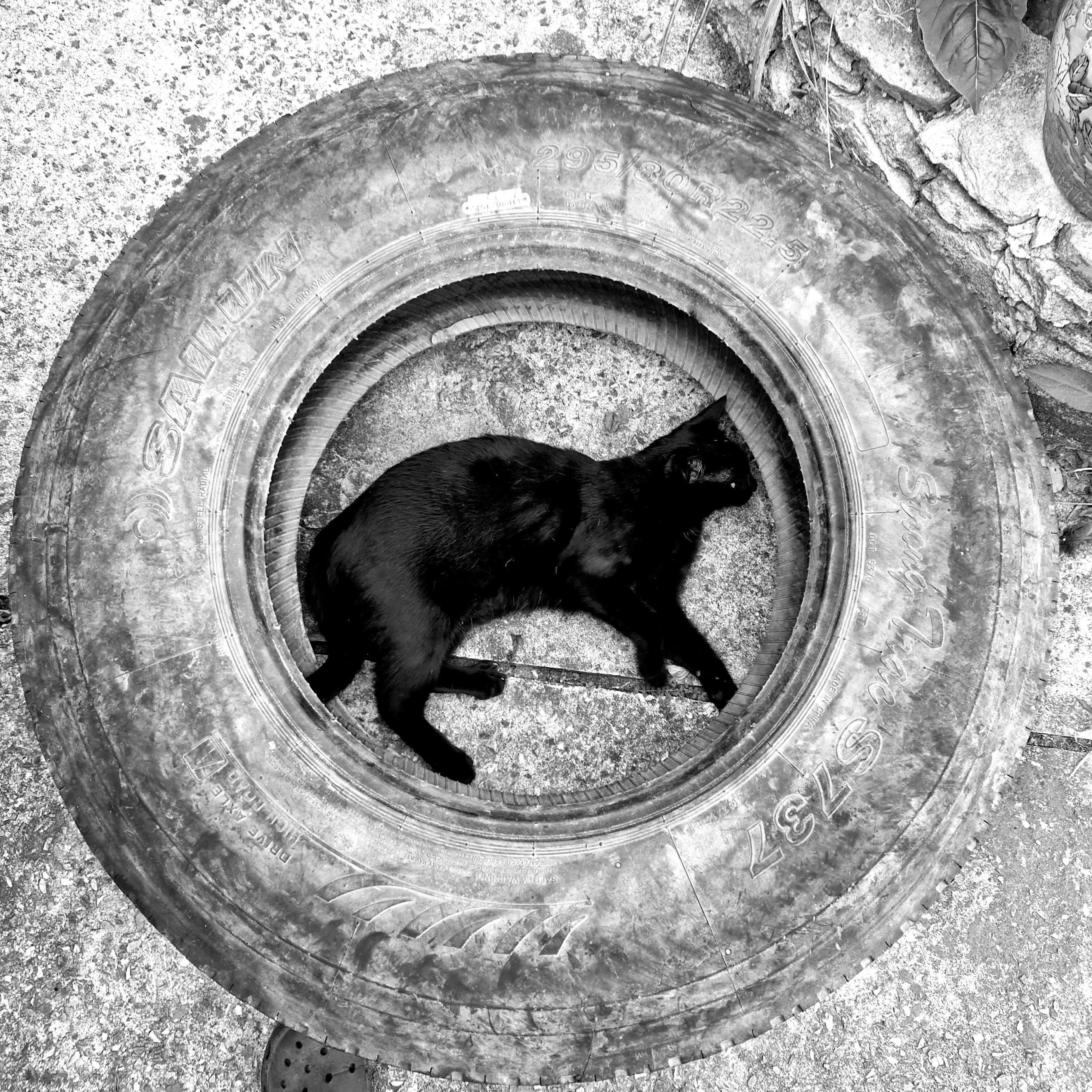 Artwork for Archiebold