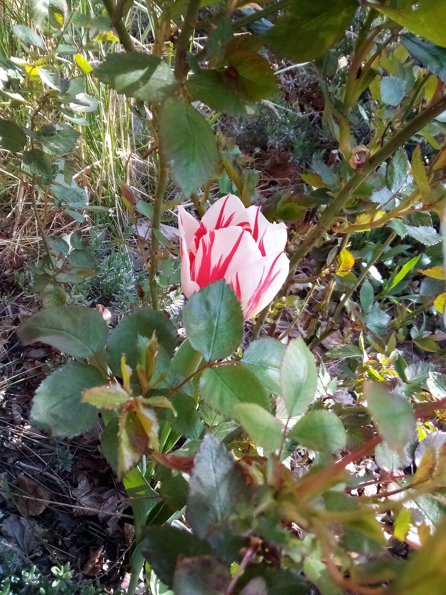 Tulip in bloom