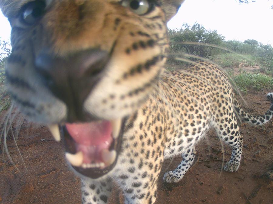 Voluntourism recruitment & digital outreach for a nature reserve in Namibia