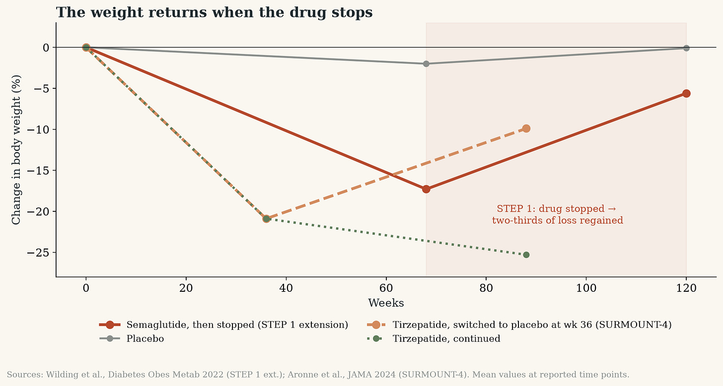 Chart of weight regain after stopping semaglutide and tirzepatide