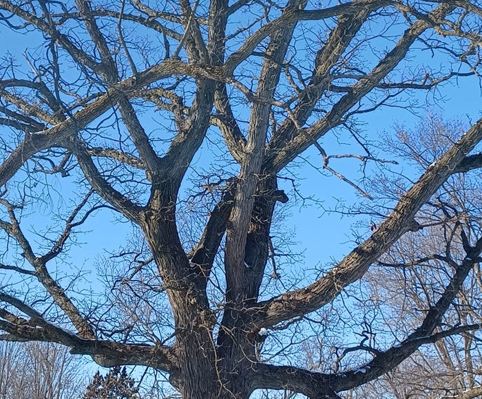 Bare tree limbs with blue skies