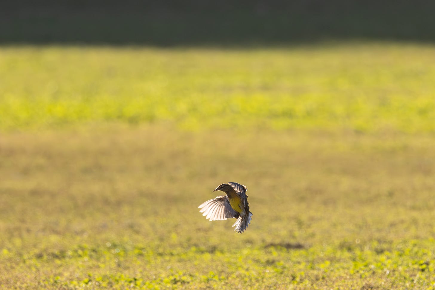 a fat yellow bird in backlighting with its wings outstretched low over a vast mowed lawn