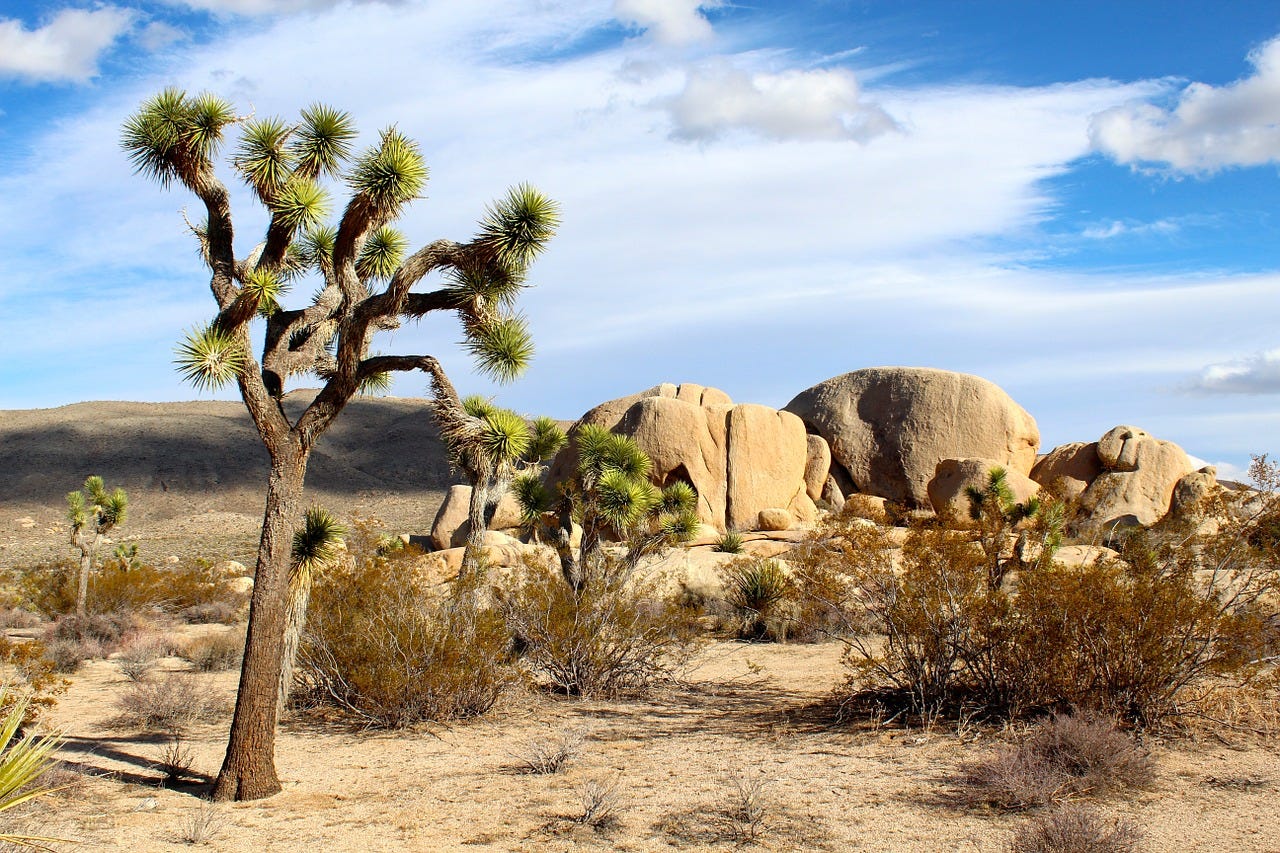 Desert landscape in Joshua Tree National Park with Joshua trees, dry brush, and large rounded boulders under a blue sky with scattered clouds. Desert landscape in Joshua Tree National Park with Joshua trees, dry brush, and large rounded boulders under a blue sky with scattered clouds.