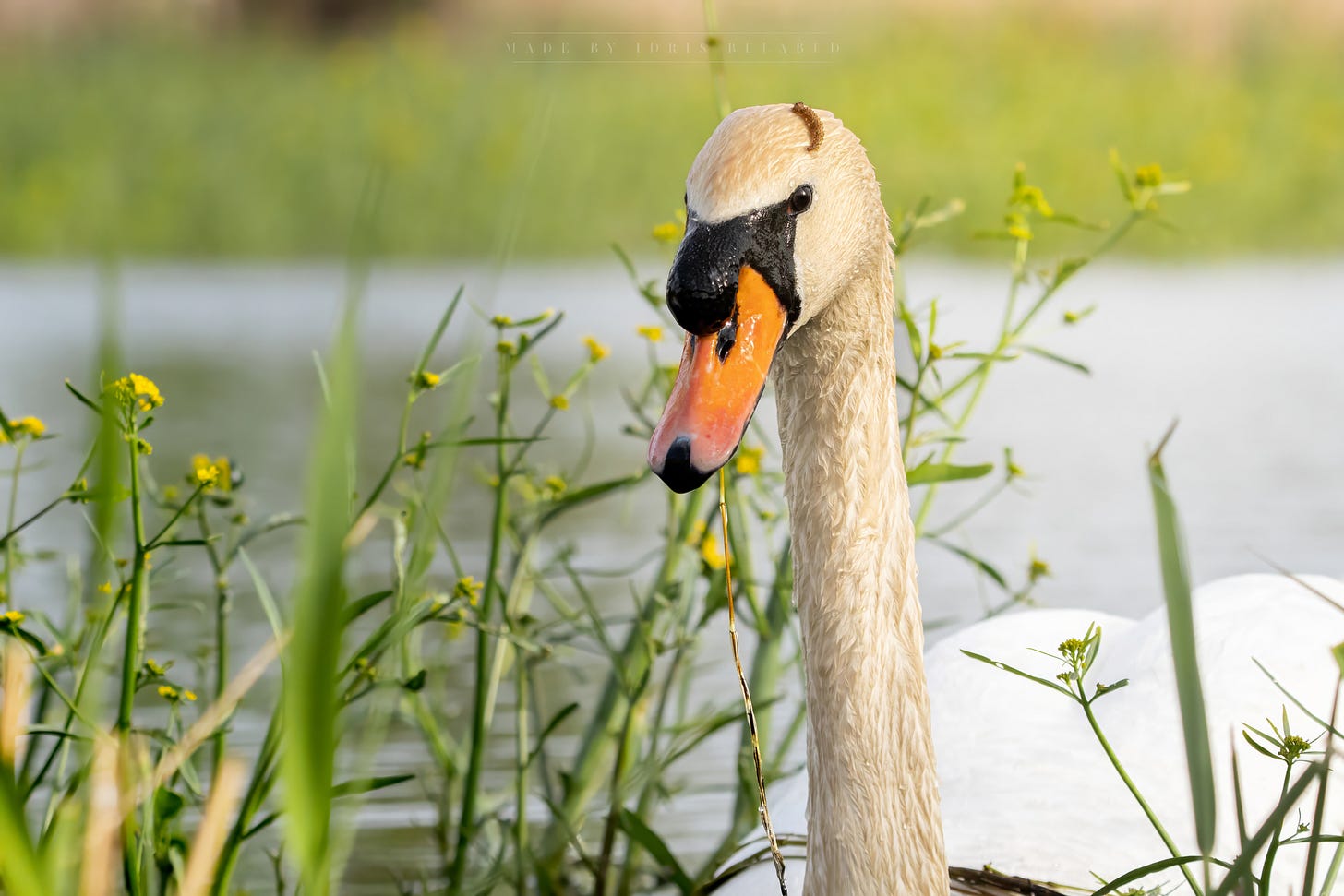 Mute Swan