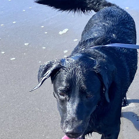 Kodak with lobster toy, black lab at the coast, Kacey and black lab