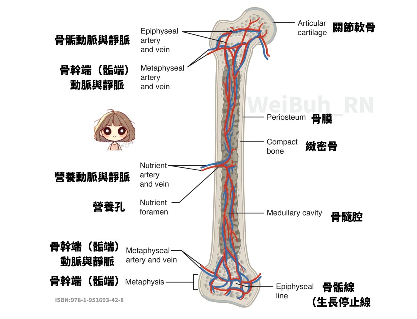 一張含有 文字, 圖表, 行, 骨骼 的圖片
AI 產生的內容可能不正確。 一張含有 文字, 圖表, 行, 骨骼 的圖片
AI 產生的內容可能不正確。