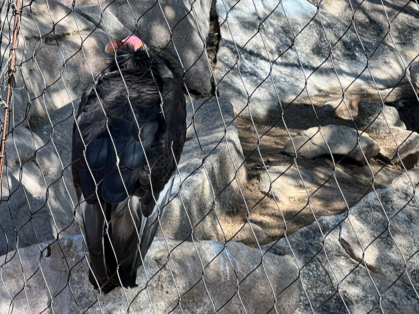 California condor at the San Diego Zoo’s Safari Park
