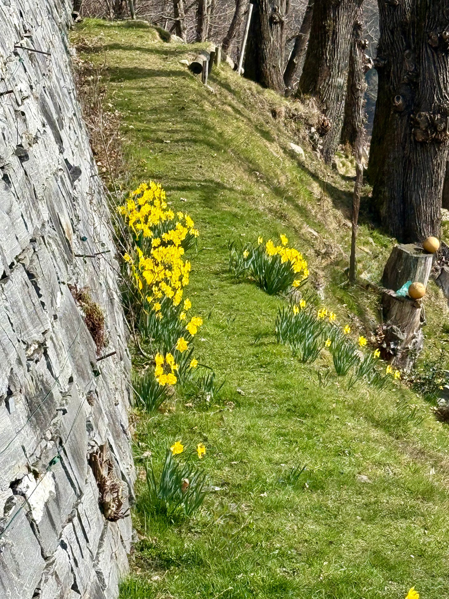 path winding through garden with daffodils path winding through garden with daffodils