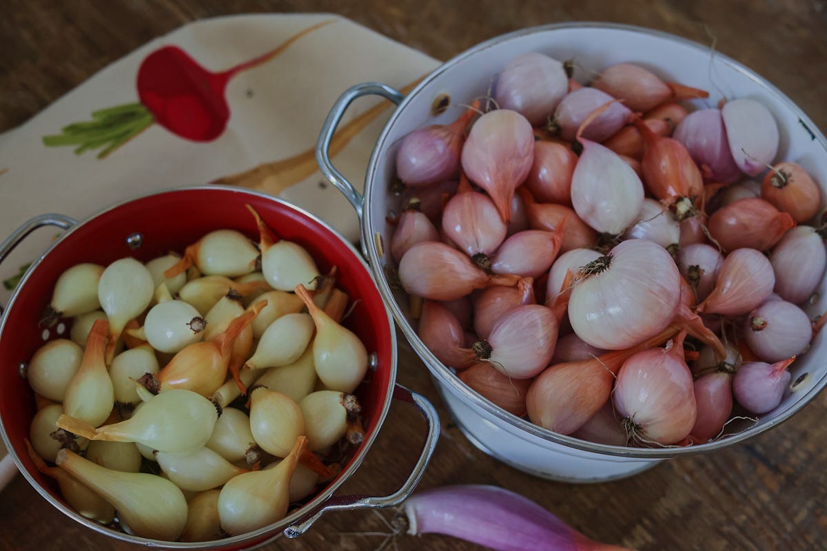 yellow and red shallots in a colander, a red torpedo onion, and a kitchen towel
