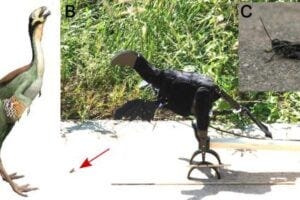 Figure 1. (A) Reconstructed Caudipteryx © Christophe Hendrickx. Used under the terms of the Creative Commons license (CC BY-SA 3.0). Licensing details: [https://creativecommons.org/licenses/by-sa/3.0/deed.en]. (B) Robopteryx, imitating the morphology of Caudipteryx, positioned in front of a grasshopper in the field (marked by a red arrow). (C) Grasshopper tested in the experiments.