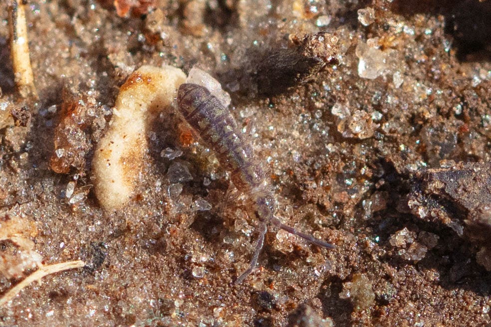 A close-up of an elongate-bodied springtail on dirt. The view is so close-up that the dirt looks like sparkly grains of different colored sand and clay. The springtail has a segmented brown body, with darker brown lines and angles forming an intricate pattern on each segment.