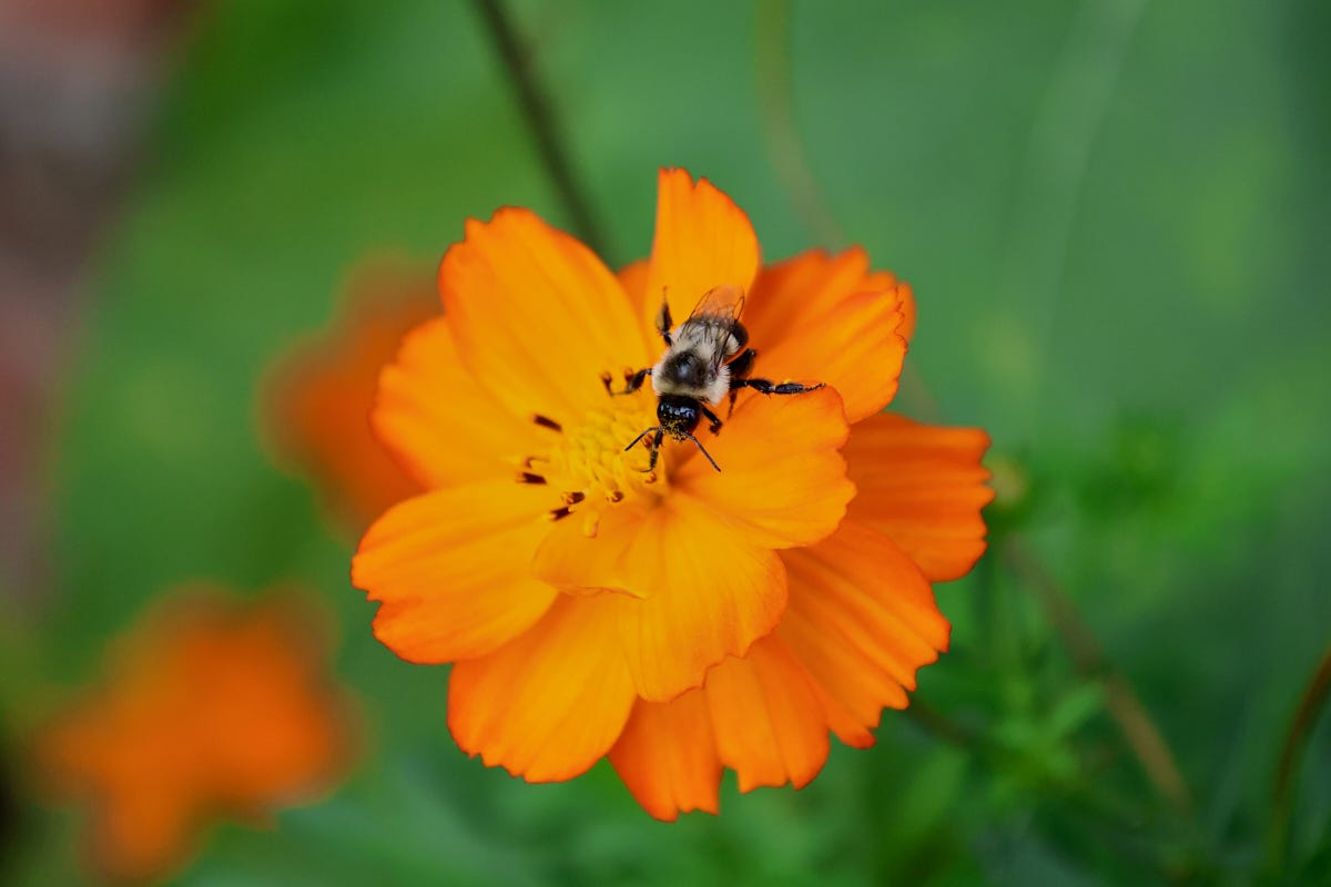 cosmos flower with a bee