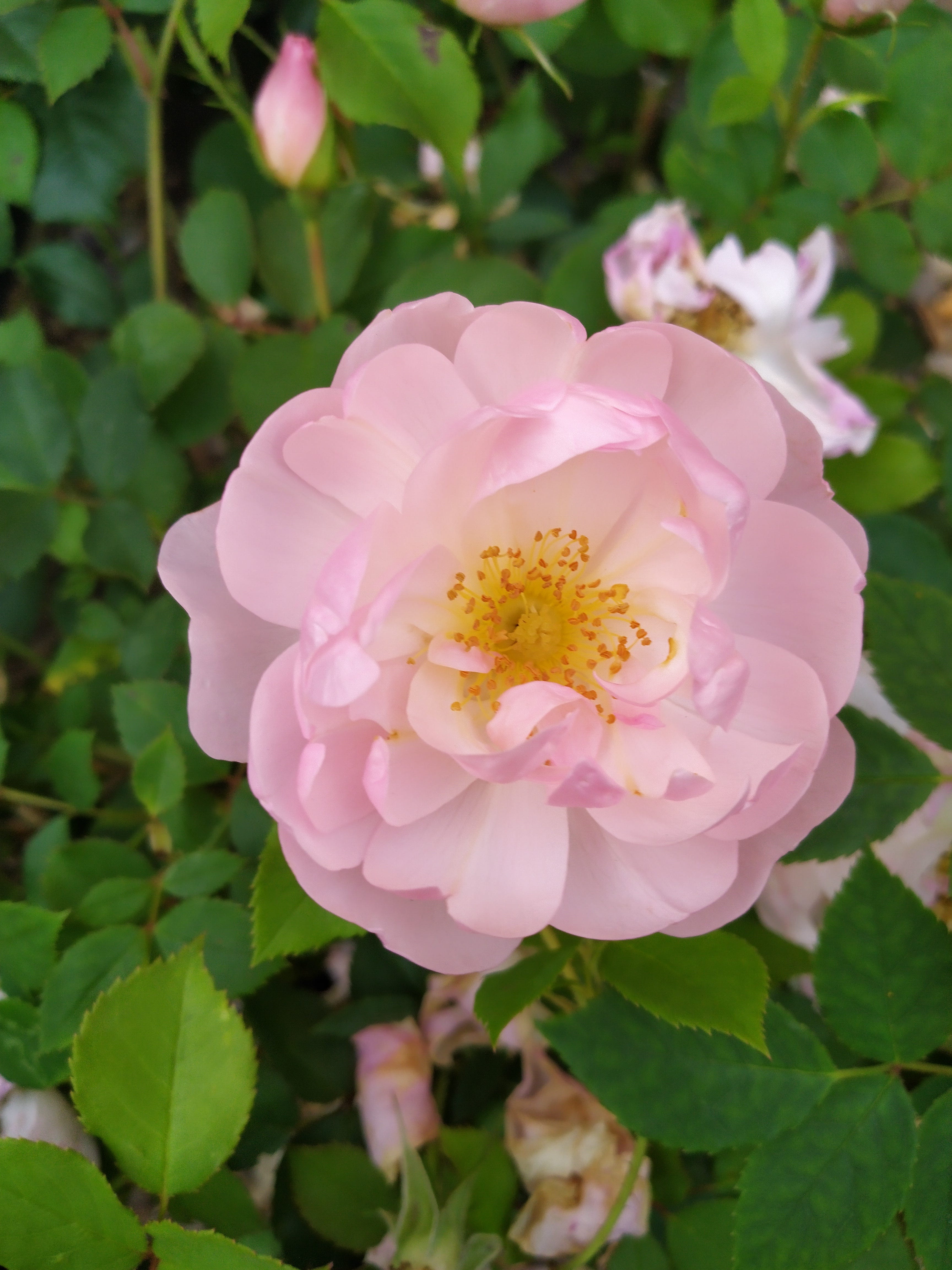 English’s Substack