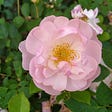 English Plantsman's avatar
