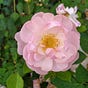 English Plantsman's avatar