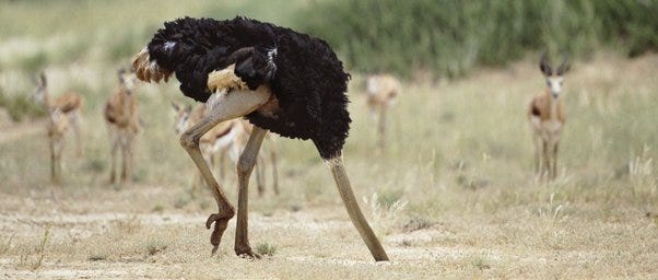 Do ostriches really dig their heads in the sand and pretend that everything  is okay? If not, where did this phrase (about ostriche) come from? - Quora