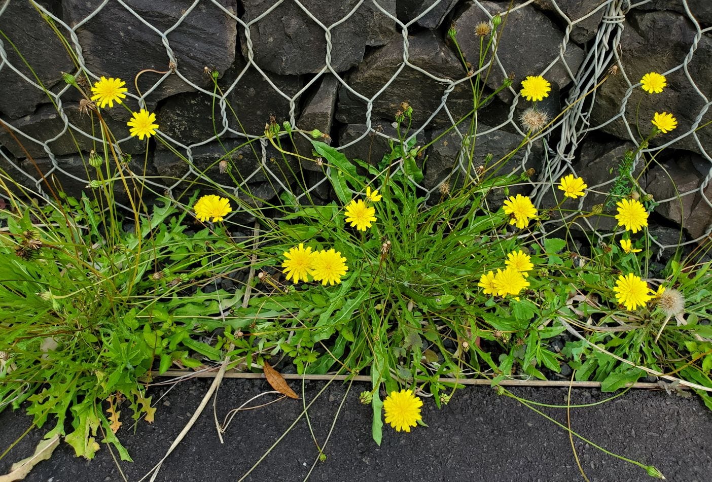 Hypochaeris radicata [Header] 20221128_124928 sml.jpg