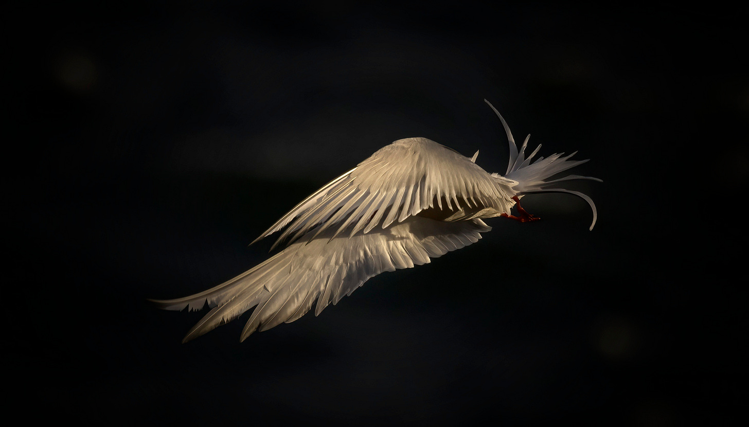 Arctic tern in flight