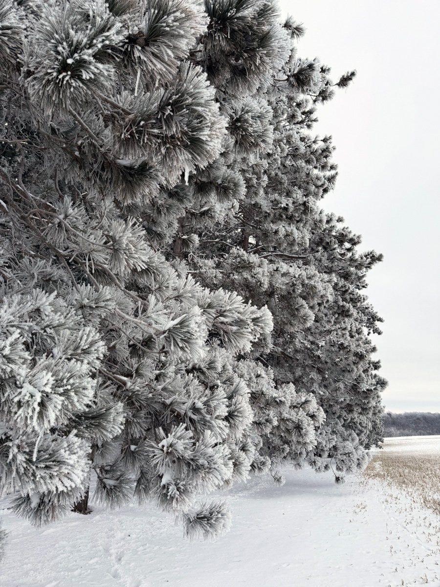 hoar frost on a line of pines along a snow-covered field