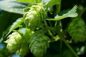Hops flower