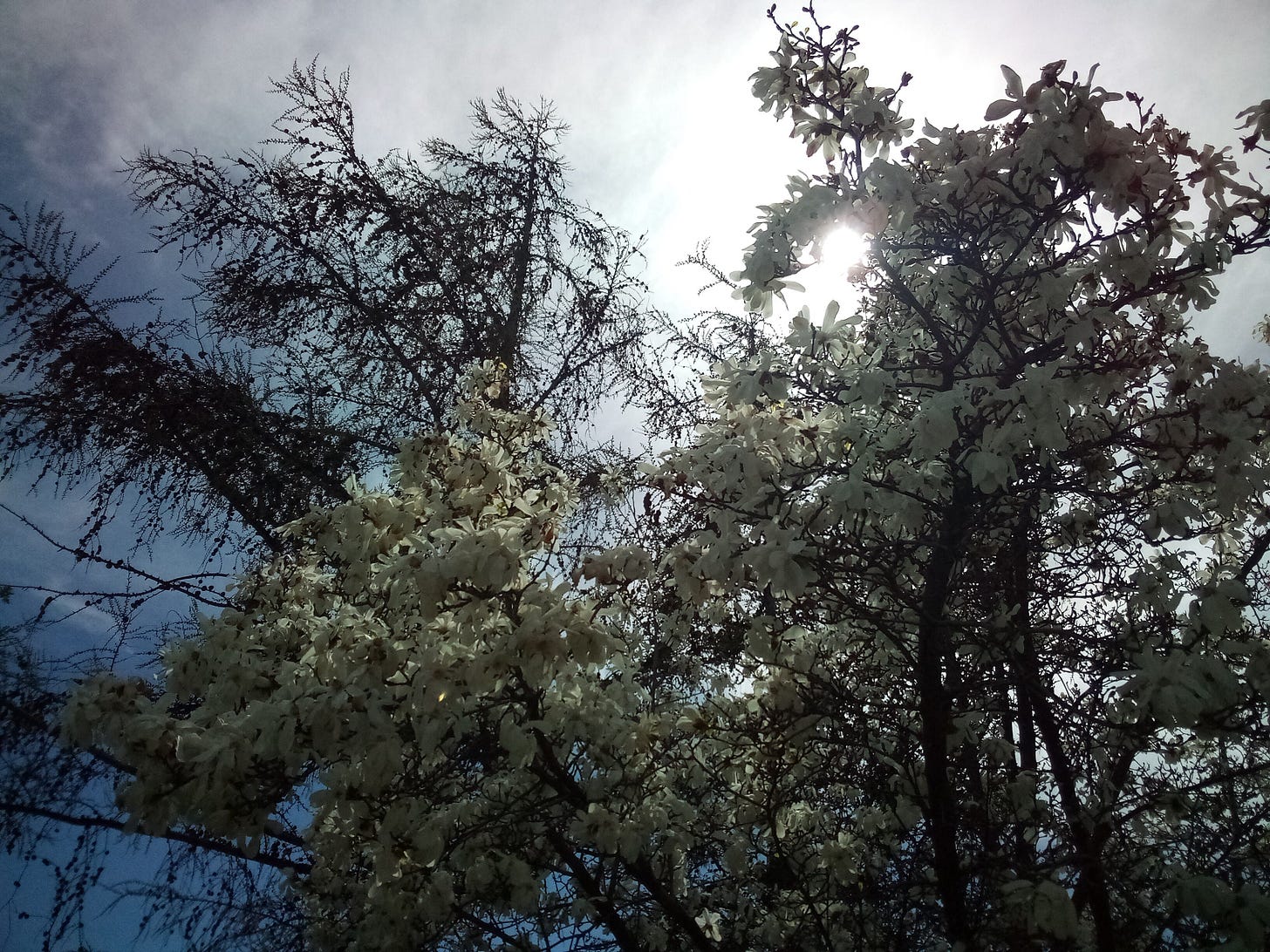 Sun behind a blooming tree with white flowers