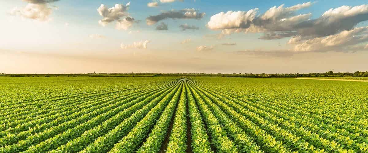 The Bountiful Benefits of Owning a Farmland! The Bountiful Benefits of Owning a Farmland!