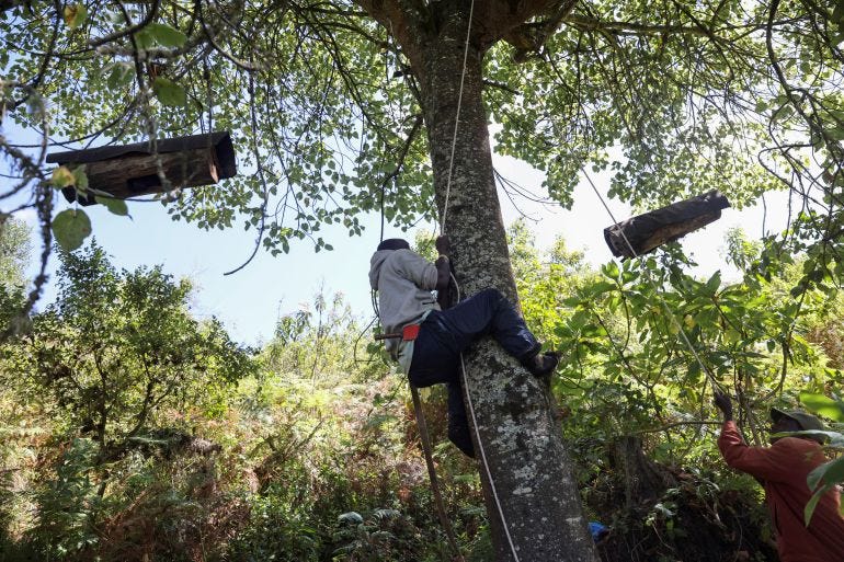 A member of the Ogiek forest community climbs a tree to extract honey from beehives, inside the Eburru forest reserve in Kenya on January 28, 2021 A member of the Ogiek forest community climbs a tree to extract honey from beehives, inside the Eburru forest reserve in Kenya on January 28, 2021