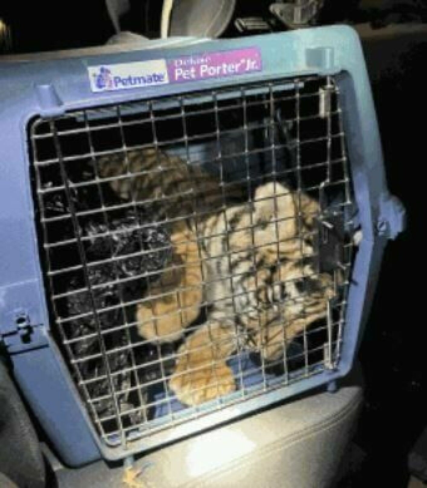 This tiger cub in a pet carrier turned a local shooting investigation into a federal case This tiger cub in a pet carrier turned a local shooting investigation into a federal case