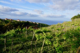 How beautiful is this vineyard How beautiful is this vineyard
