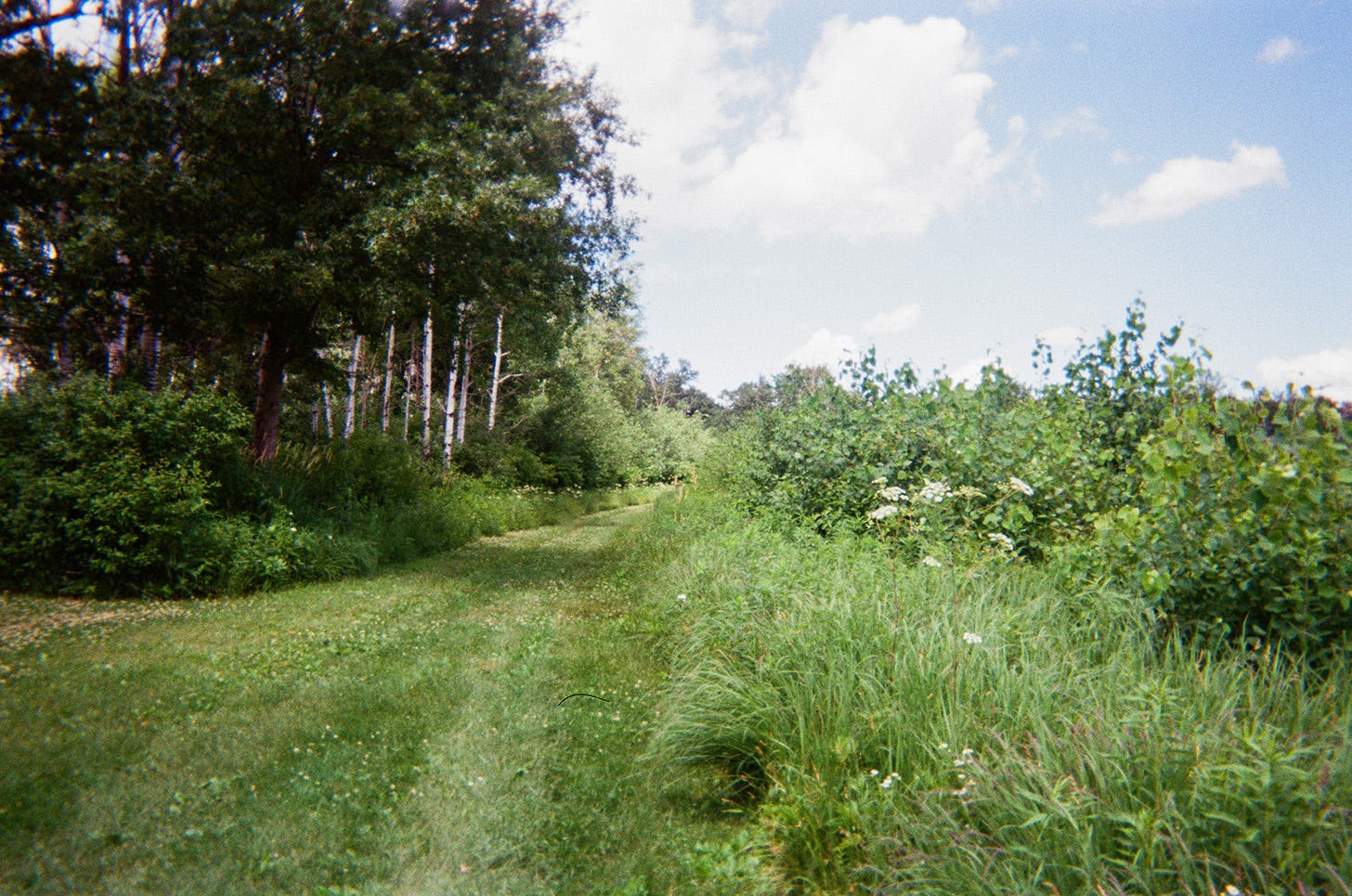 A grassy path surrounded by luscious green trees and prairie.