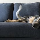 Our “dogs on the furniture” rules