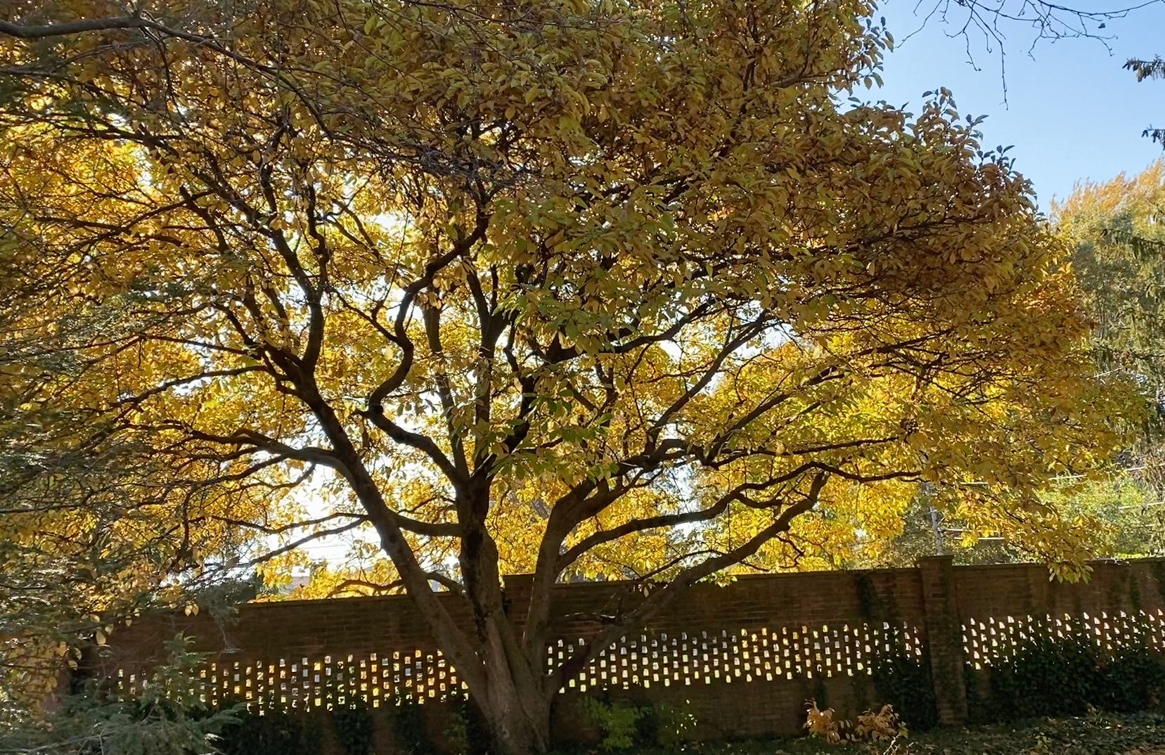 Golden leaves of a Magnolia tree in fall with sun shining through the leaves and a clear-blue sky in the background framed against a brick wall, Healing from Grief: Nature's Resilience and Hope