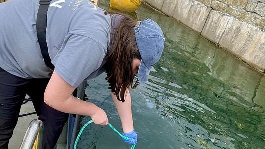 Natasha Bamford - MSc Marine Conservation student working in Falmouth Harbour