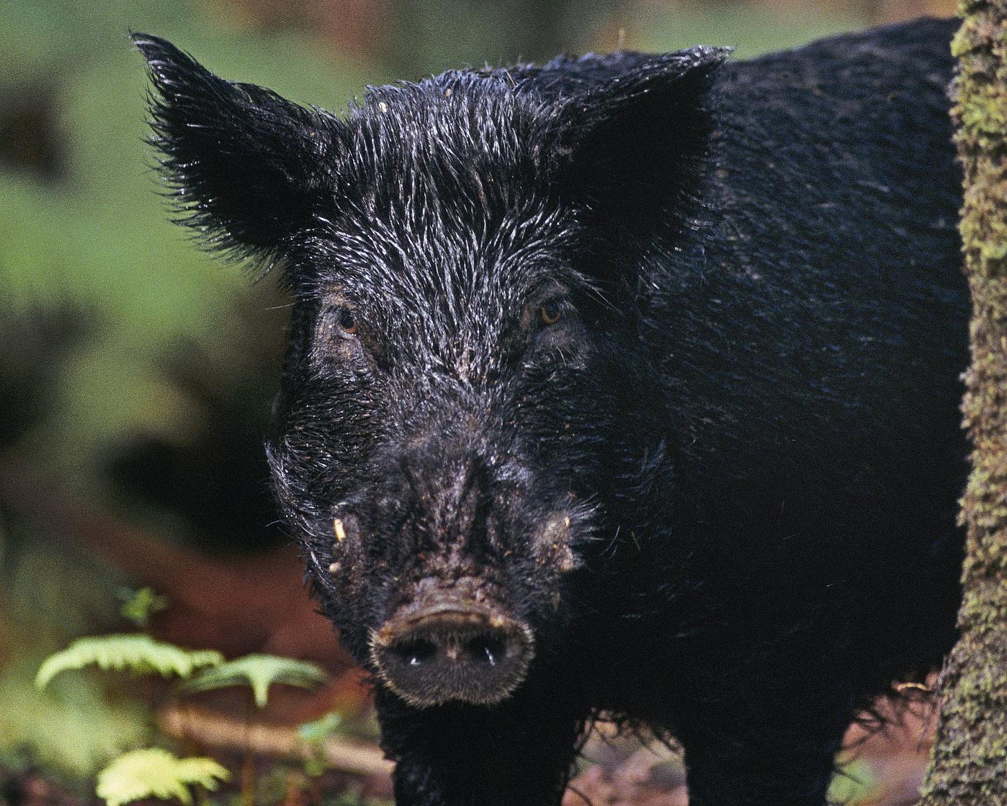 Throughout history humans have preferred their pigs to be black, suggests  study